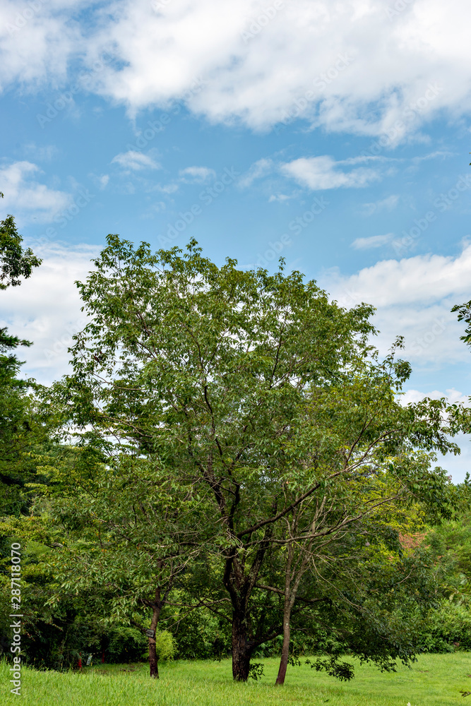 A tree in the public garden in summer A tree in the public garden in summer