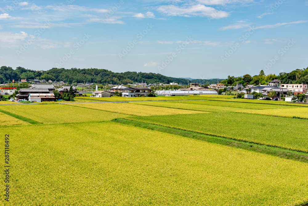 Paddy rice fields at heading period in Japan