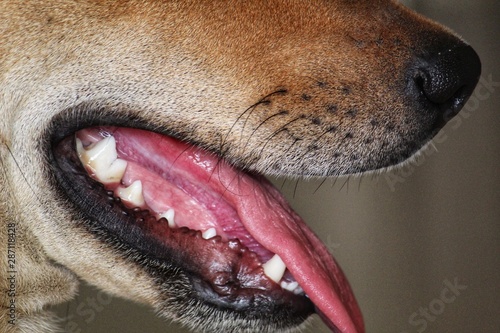 pet dog face canine face for demonstration 