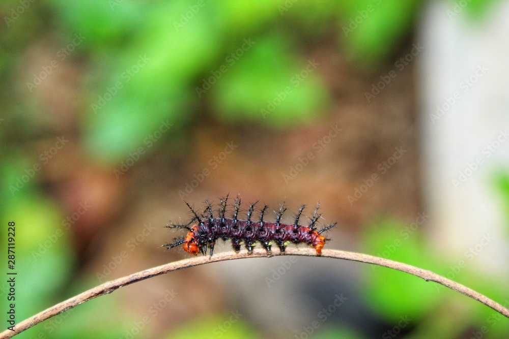 beautiful caterpillar on thin stick