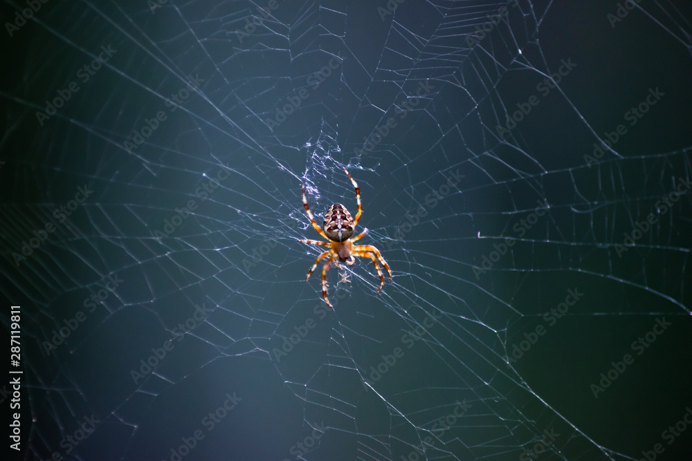small orange spider on a web on a dark gray background, close-up small orange spider on a web on a dark gray background, close-up