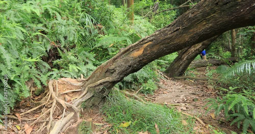 Sportswoman ultramarathon runner running in tropical rainforest ,jumping over the obstacles fallen tree logs caused by typhoon Sportswoman ultramarathon runner running in tropical rainforest ,jumping over the obstacles fallen tree logs caused by typhoon