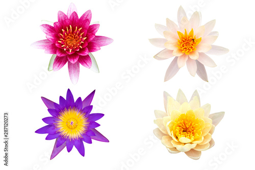 Variety of lotus or waterlily collection isolated on white background, Lotus flower set on white background © AlivePhoto
