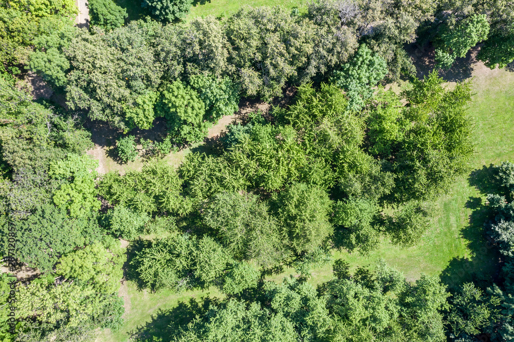 summer natural landscape. aerial top view of green park trees and lawns. drone image
