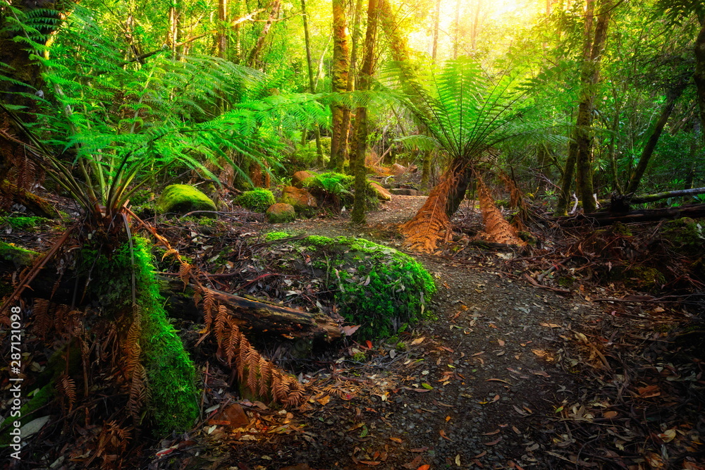 Foto de Beautiful path in lush tropical rainforest jungle in Tasman ...