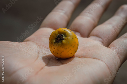 Mano sosteniendo fruta exótica en la palma. Fruta amarilla en la palma de la mano de persona adulta varón photo