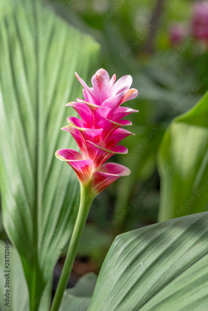 Pink Siam Tulip or Thai Name PATHUMMA.,Select fucus Pink Siam Tulip or Thai Name PATHUMMA.,Select fucus