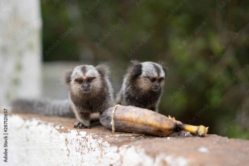 Naklejka premium Beautiful Monkey on Nature in Brazil
