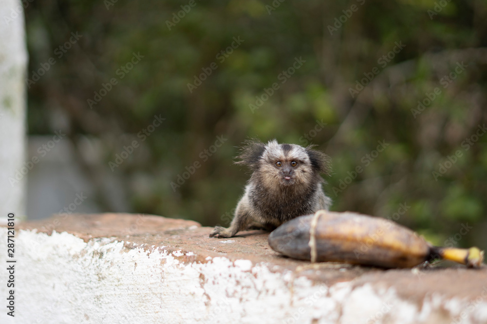 Obraz premium Beautiful Monkey on Nature in Brazil