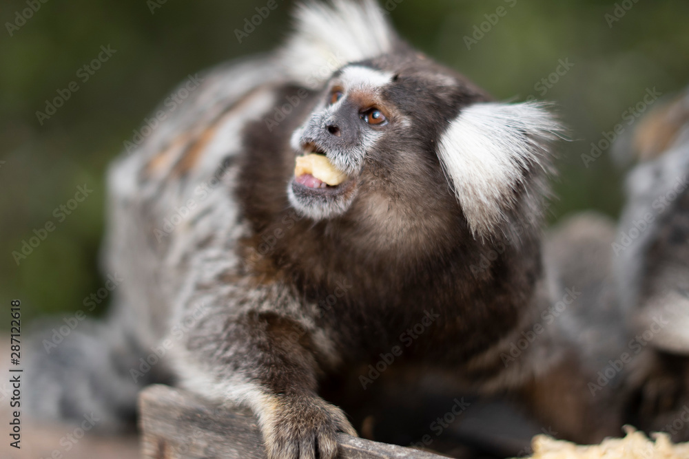Obraz premium Beautiful Monkey on Nature in Brazil