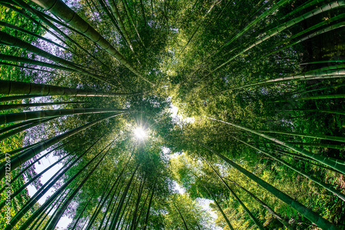 竹林から覗く太陽