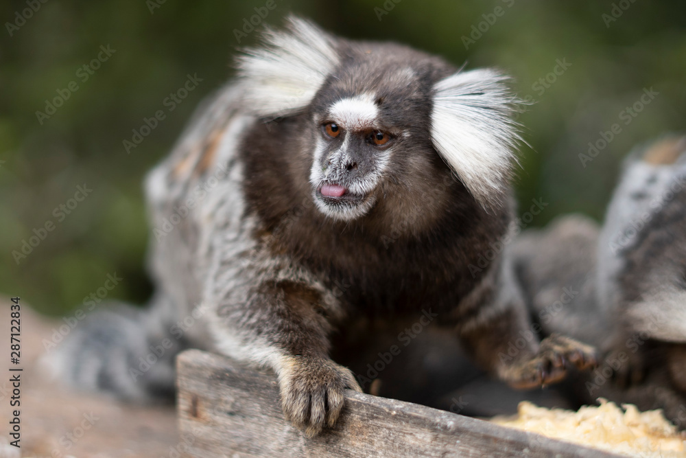 Naklejka premium Beautiful Monkey on Nature in Brazil