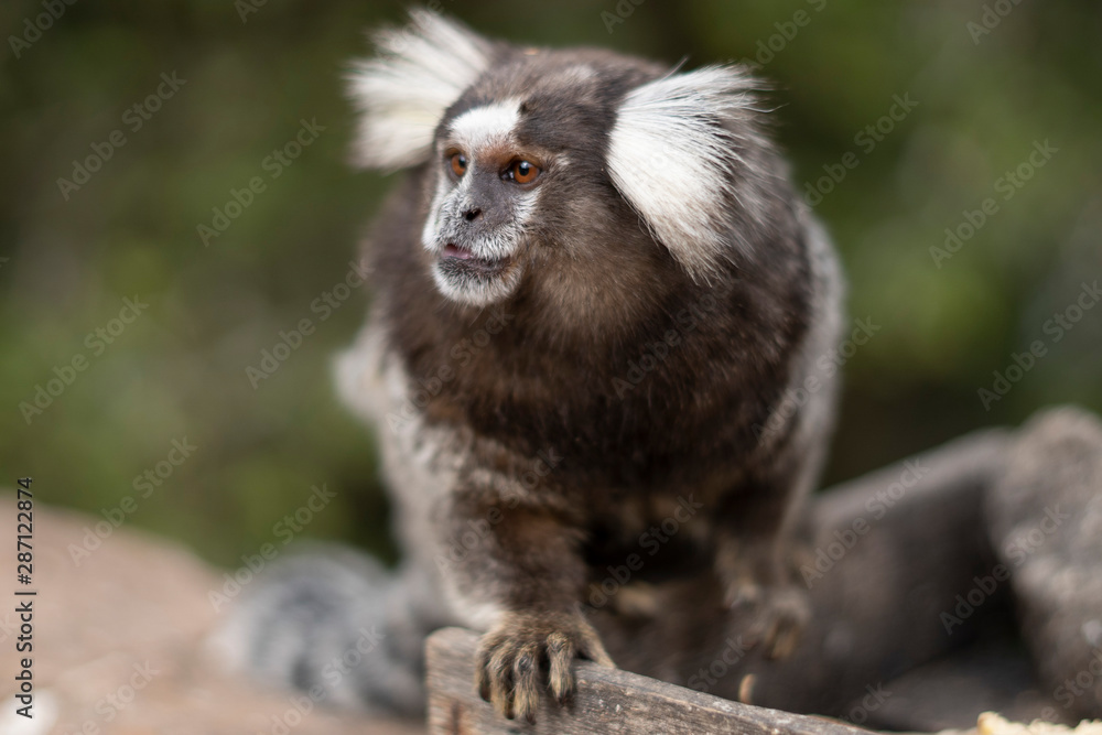 Beautiful Monkey on Nature in Brazil