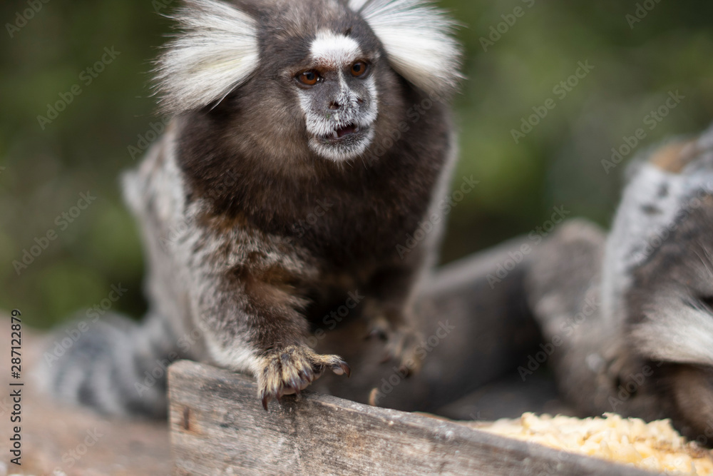 Fototapeta premium Beautiful Monkey on Nature in Brazil