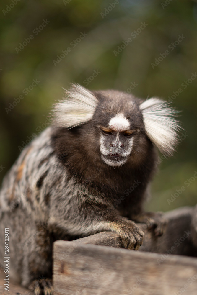 Fototapeta premium Beautiful Monkey on Nature in Brazil