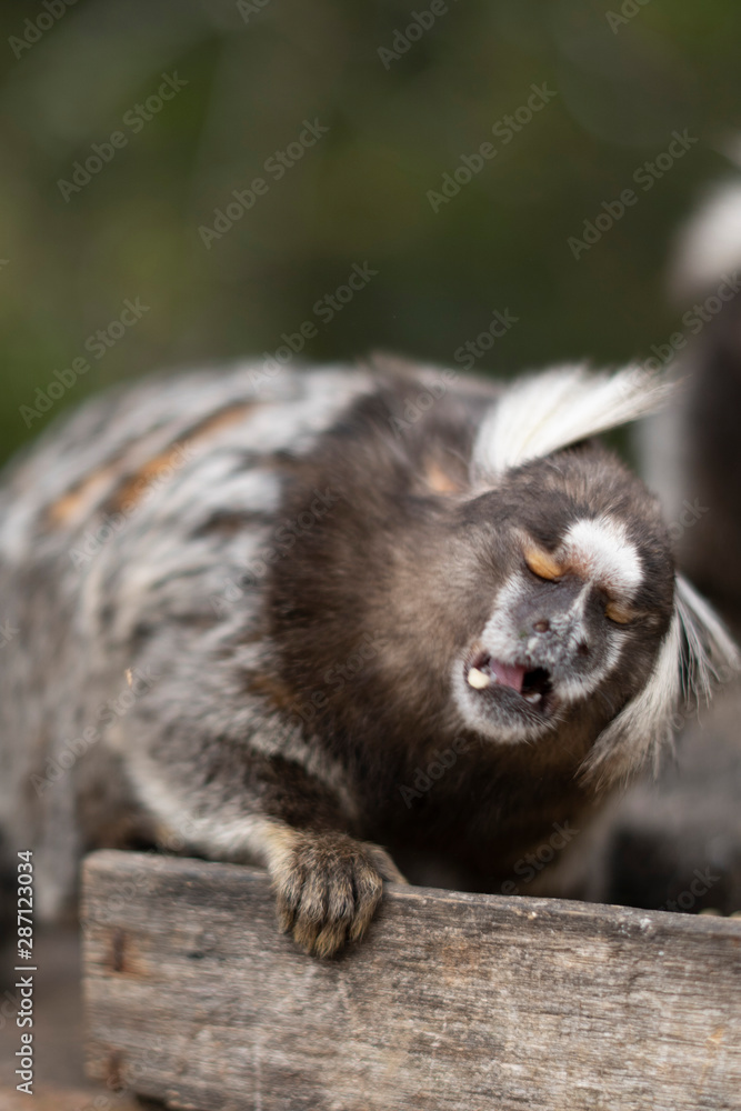 Beautiful Monkey on Nature in Brazil Beautiful Monkey on Nature in Brazil