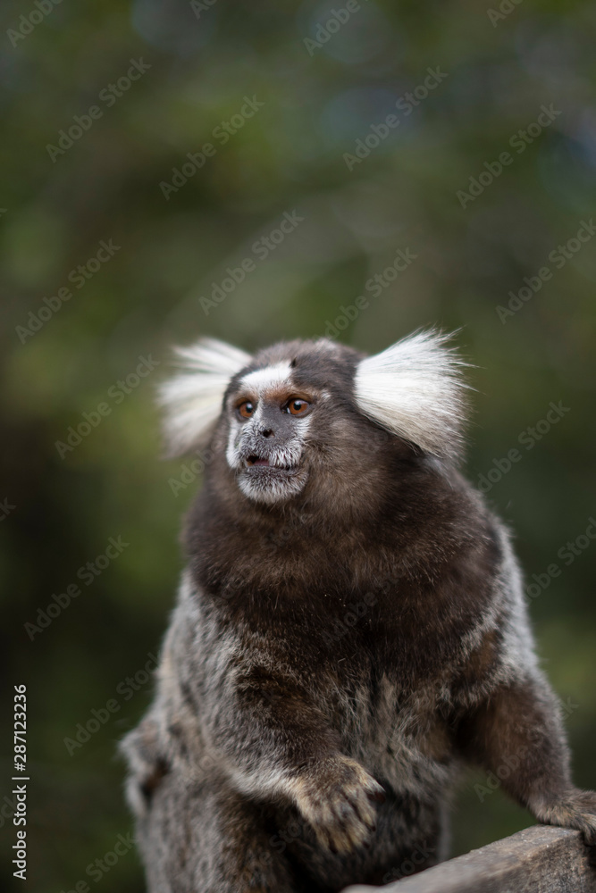 Beautiful Monkey on Nature in Brazil Beautiful Monkey on Nature in Brazil