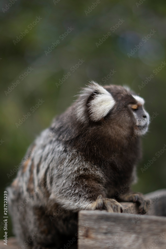 Fototapeta premium Beautiful Monkey on Nature in Brazil