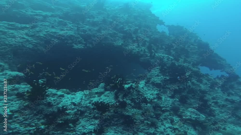 The underwater world of the Indian Ocean off the coast of the Maldives The underwater world of the Indian Ocean off the coast of the Maldives