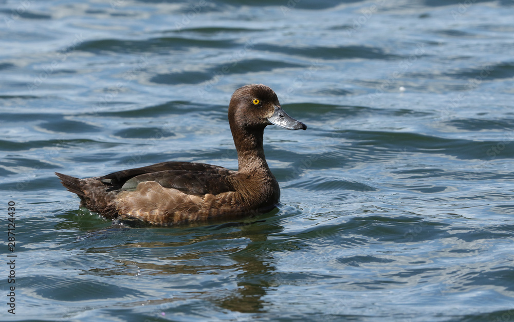 A pretty female Tufted Duck, Aythya fuligula, swimming on a lake in the UK. A pretty female Tufted Duck, Aythya fuligula, swimming on a lake in the UK.
