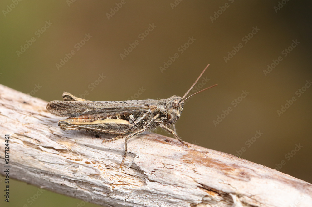 A Mottled Grasshopper, Myrmeleotettix maculatus, perching on a twig in heath land. A Mottled Grasshopper, Myrmeleotettix maculatus, perching on a twig in heath land.