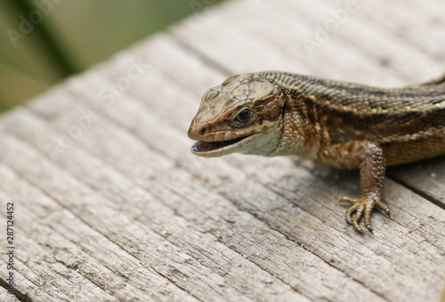 A head shot of a Common Lizard, Zootoca vivipara, on a wooden boardwalk with its mouth open. It has just finished eating an insect.  photo