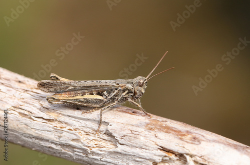 A Mottled Grasshopper, Myrmeleotettix maculatus, perching on a twig in heath land. 