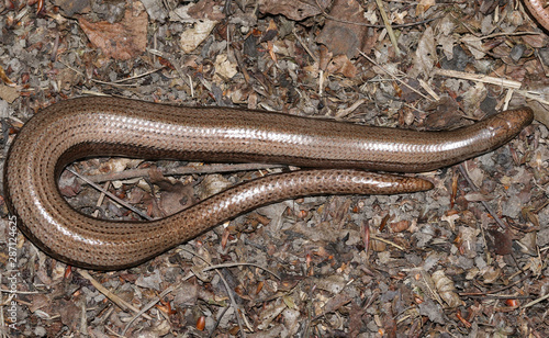 An Anguis fragilis, or slow worm warming up on the forest floor before going hunting.