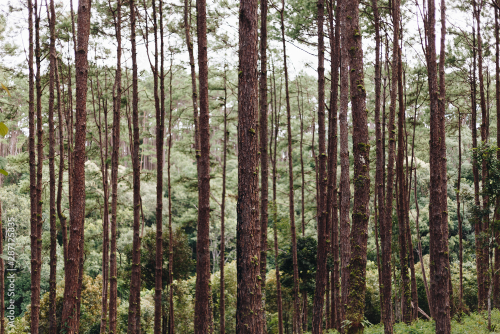 Beautiful nature green trees in the forest Beautiful nature green trees in the forest