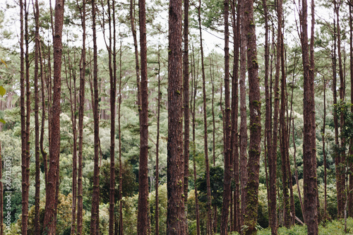 Fototapeta Naklejka Na Ścianę i Meble -  Beautiful nature green trees in the forest