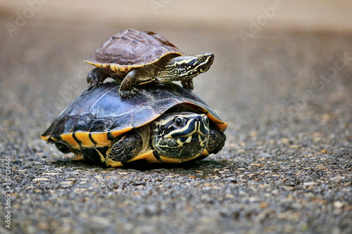 The turtles are walking in the sunlit streets.