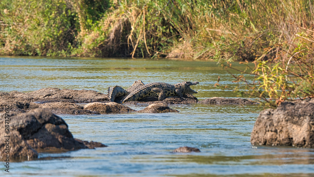 Crocodile in Botswana, Chobe national park, Africa Crocodile in Botswana, Chobe national park, Africa