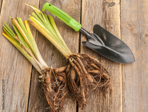 Division of hemerocallis and shovel on wooden table