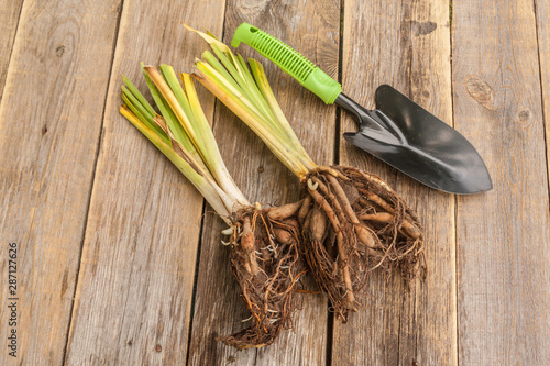 Division of hemerocallis and shovel on wooden table