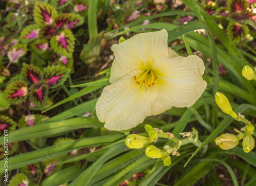 Almost white varietal daylily flower and decorative coleus leaves in the garden