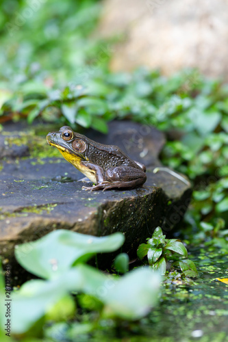 A Frog sitting on a rock in a garden pond surrounded by green leaves © Phillip