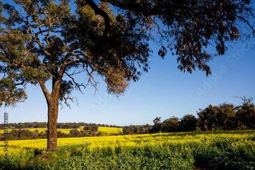 Eucalyptus Trees in Canola Fields in Toodyay, Western Australia 