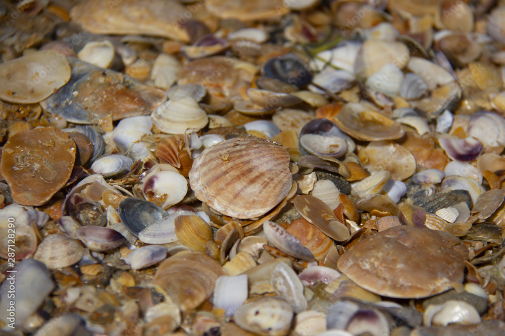 picture of shells on the sea beach