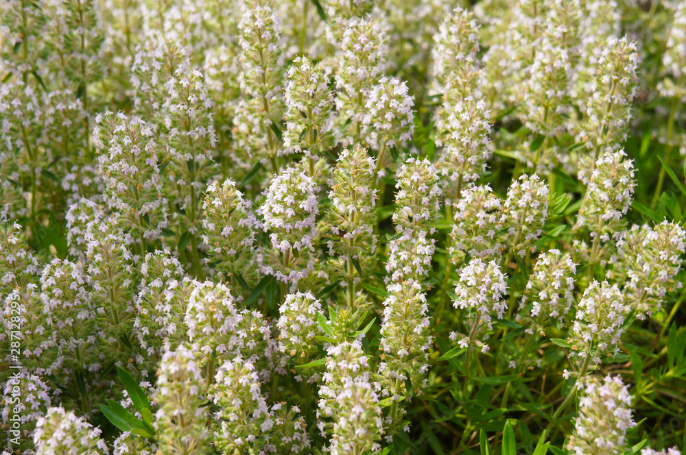 common thymus vulgaris white flowers common thymus vulgaris white flowers