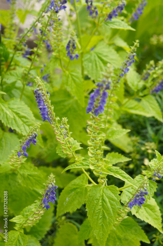 Scutellaria lateriflora or blue skullcap blue flowers with green leaves vertical photo