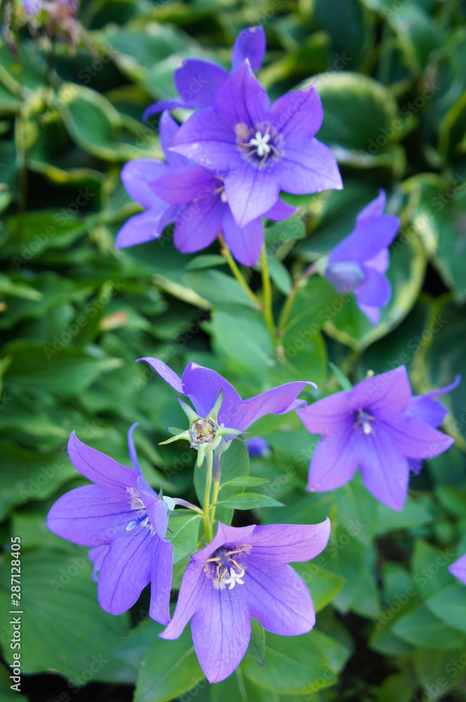 Platycodon grandiflorus mariesii blue bluebell flowers vertcial