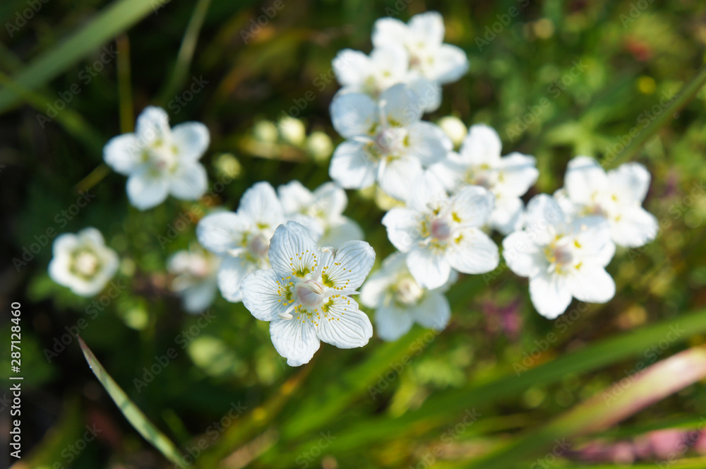 Parnassia or grass of parnassus or bog-stars white flowers with green Parnassia or grass of parnassus or bog-stars white flowers with green