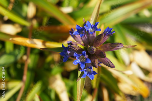 Gentiana dahurica blue flower close up photo