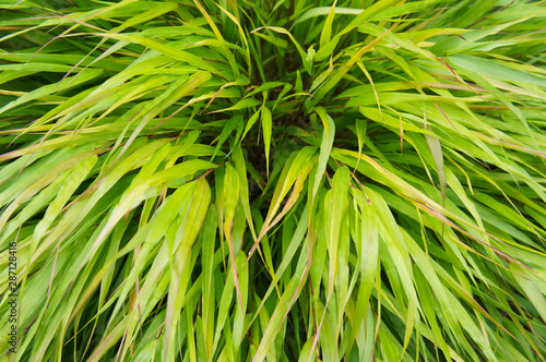 variegated hakone grass hakonechloa macra aureola plant