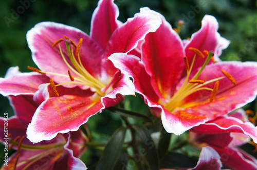 Lilium oriental paradero pink lily flowers