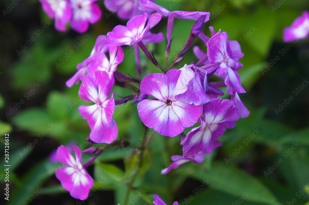 phlox paniculata purple flowers close up