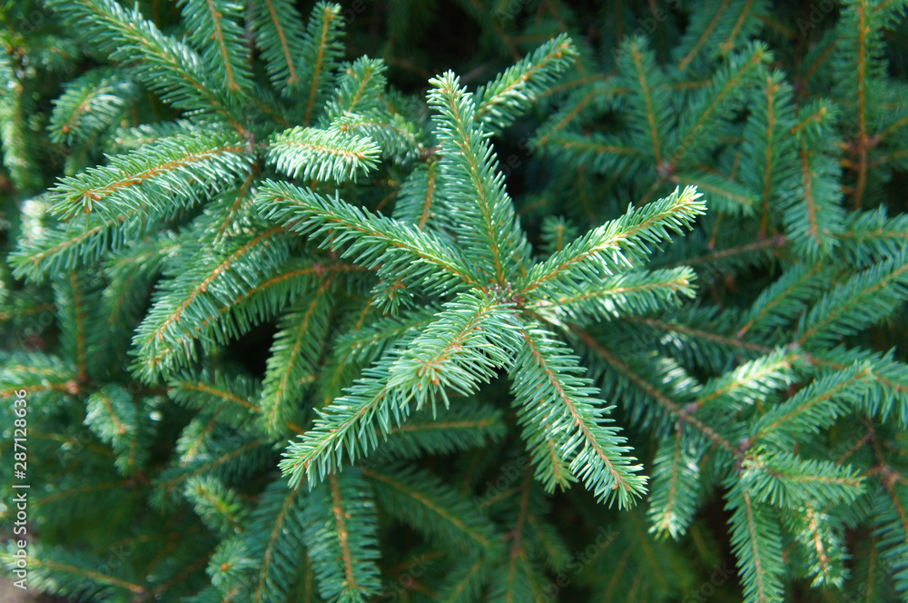 white spruce picea glauca tree Stock Photo | Adobe Stock