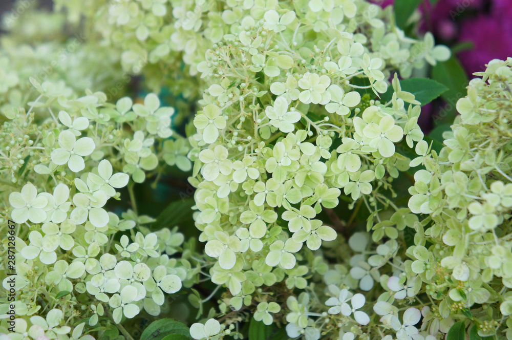 Hydrangea paniculata magical moonlight green flowers
