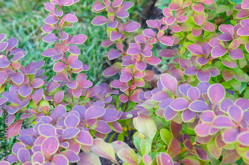 Valokuva berberis thunbergii golden ring or  red barberry foliage