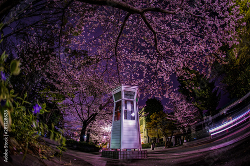 満開の夜桜と横浜元町の電話ボックス photo